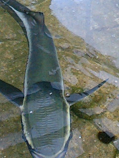 e0062635_1124373.jpg