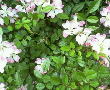 f0073848_9271271.jpg