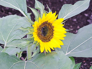c0123149_19415835.jpg
