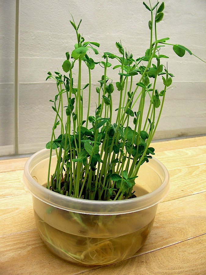 f0000655_1243711.jpg