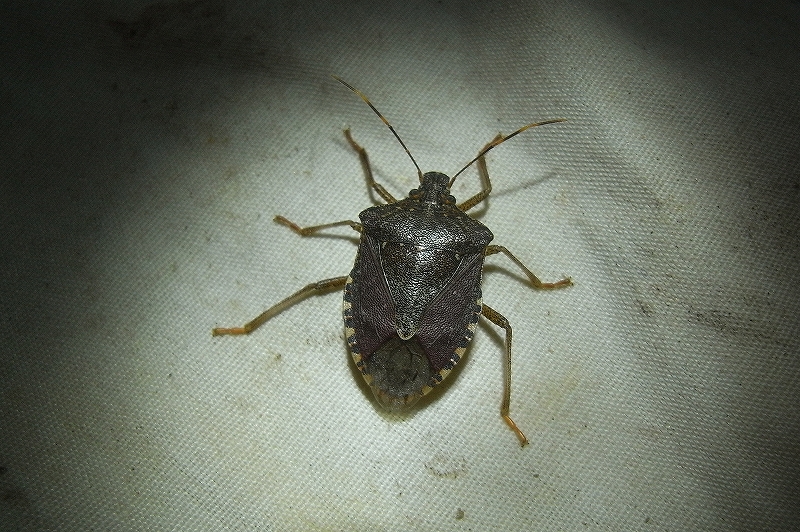c0142963_20124328.jpg