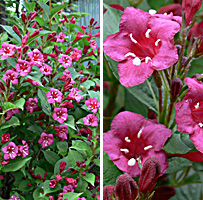 a0050669_4175617.jpg