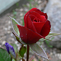 a0050669_4195444.jpg