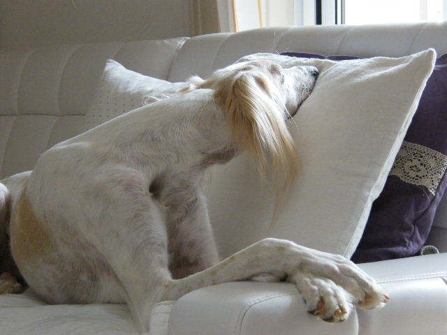 e0003270_14204890.jpg