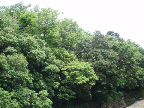 d0098183_9122674.jpg