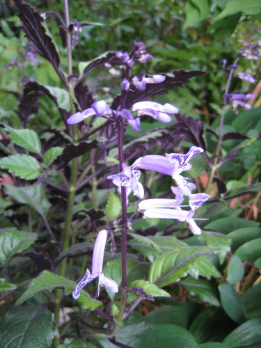 c0132387_08138.jpg