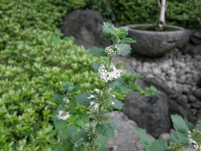 b0061107_2311768.jpg