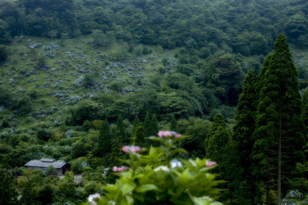d0004832_2045297.jpg