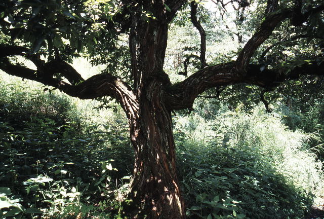 d0091834_15542099.jpg