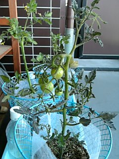 b0001440_16483128.jpg