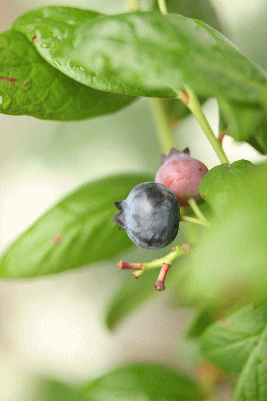 d0100192_227526.gif