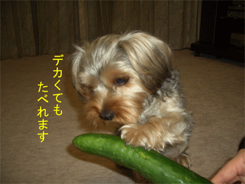 c0143711_20422325.gif