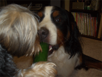 c0143711_20461255.gif