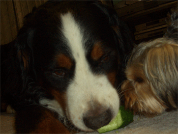 c0143711_20482048.gif