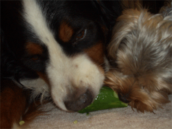 c0143711_2048927.gif