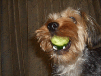 c0143711_20531667.gif