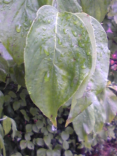 b0144323_12431689.jpg
