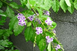 e0033229_2035273.jpg