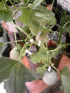 d0022845_2254098.jpg