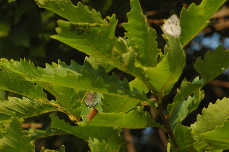 d0098057_443627.jpg