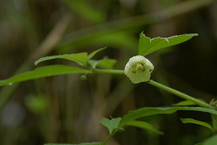 e0054067_081284.jpg