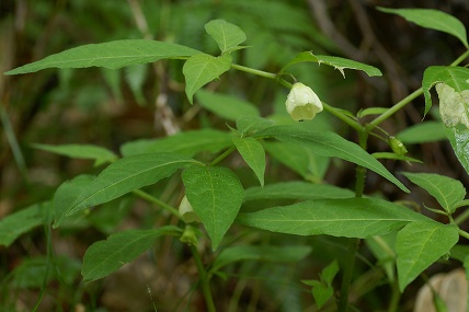 e0054067_0826.jpg