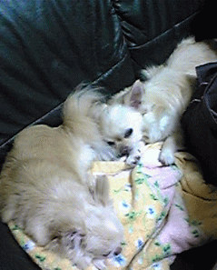 c0088584_1145243.gif