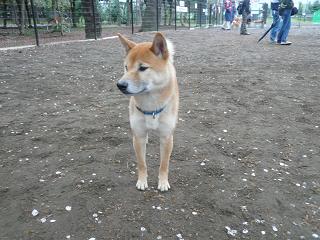 c0123890_21575411.jpg