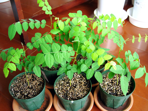 スターフルーツの苗, starfruit seedlings