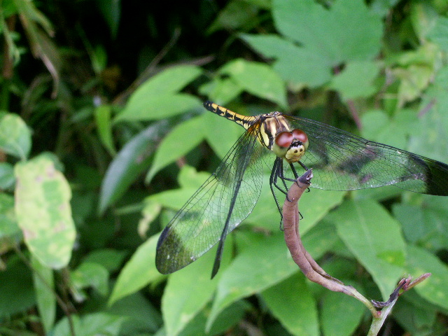 e0025300_11305755.jpg