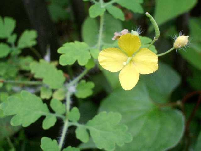e0025300_1133231.jpg