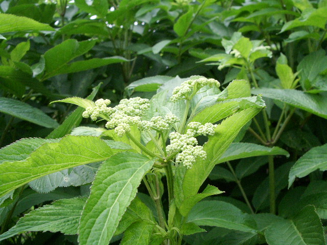 e0025300_1140269.jpg