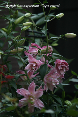 c0045227_8444161.jpg