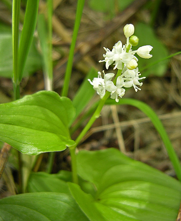 a0001354_20112736.jpg