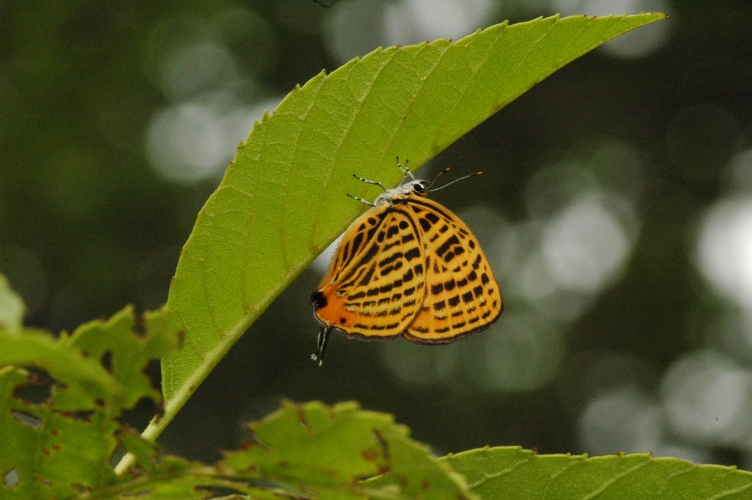 d0098057_5542882.jpg
