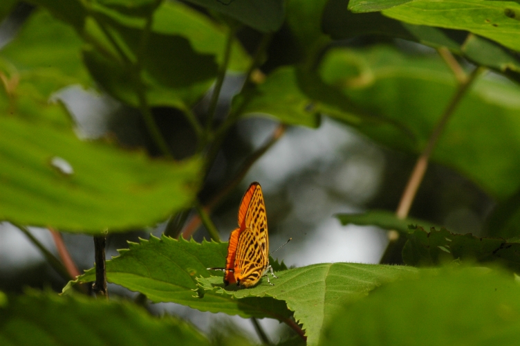 d0098057_5563193.jpg