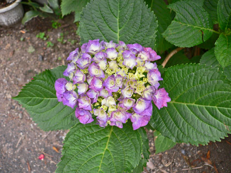 e0112077_044469.jpg