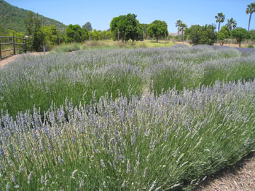 f0068883_160821.jpg