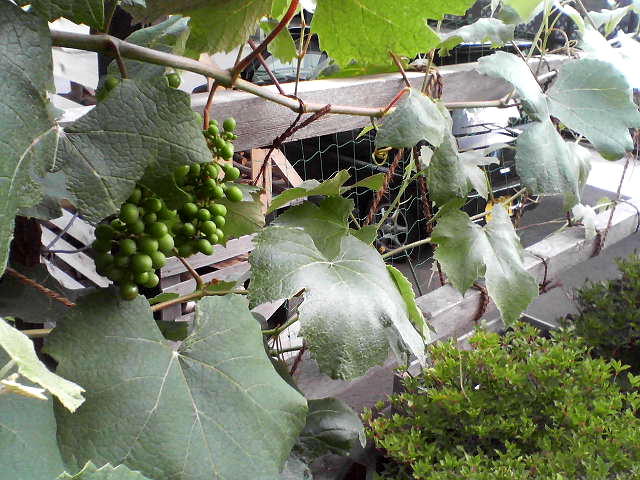 a0007388_17565566.jpg