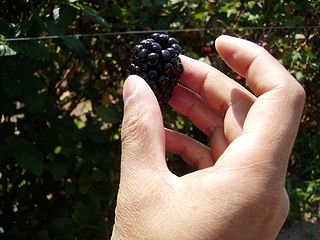 b0148991_11525891.jpg