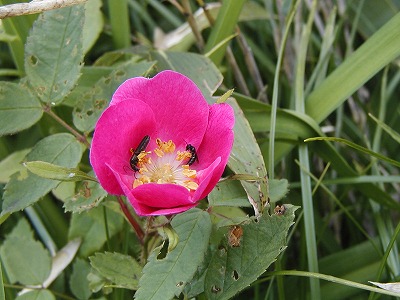 f0157901_23232784.jpg