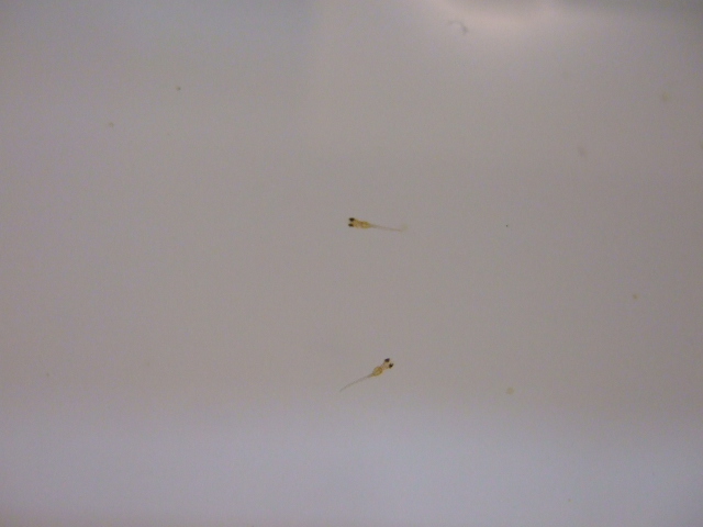 f0152308_16103682.jpg