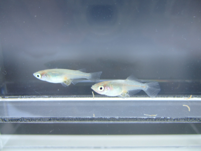 f0152308_1695235.jpg