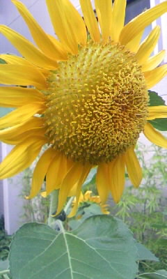 c0133013_18152654.jpg