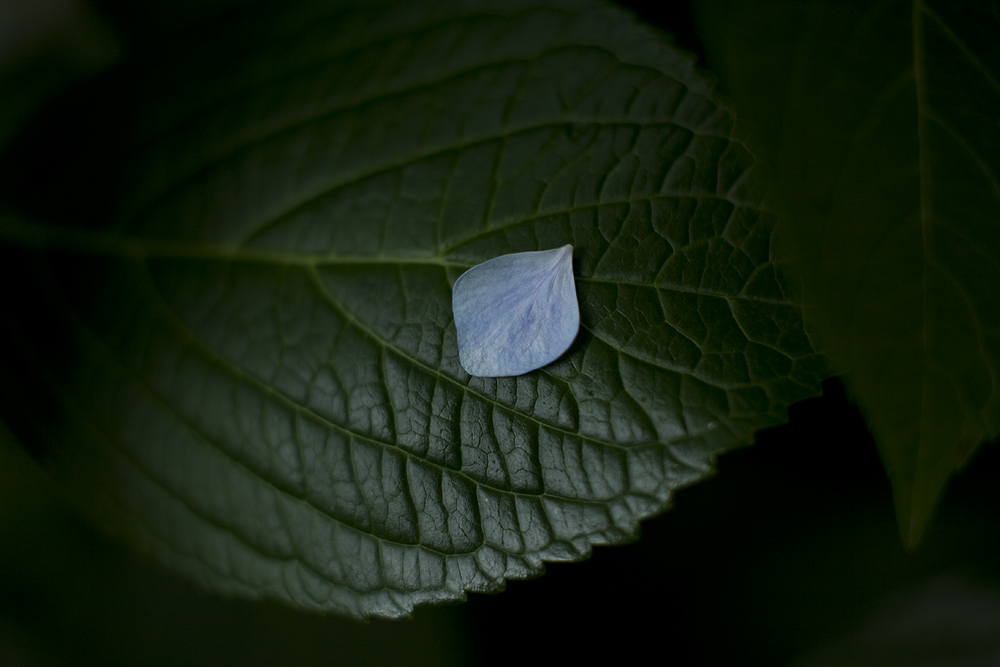 d0004832_9361238.jpg
