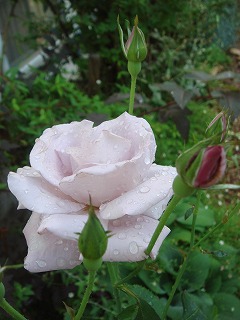 a0076237_15404254.jpg
