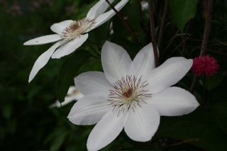 e0133273_2215763.jpg