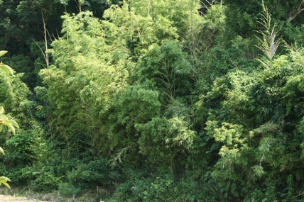 b0139477_2562296.jpg