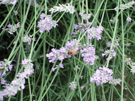 c0078480_23271870.jpg
