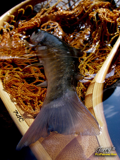 e0009009_8395636.jpg